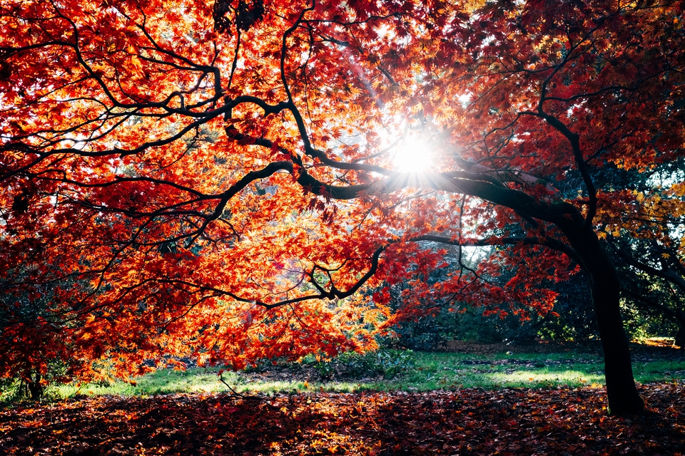 Coeden hydref Autumnal tree