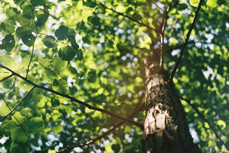 Dail Leaves